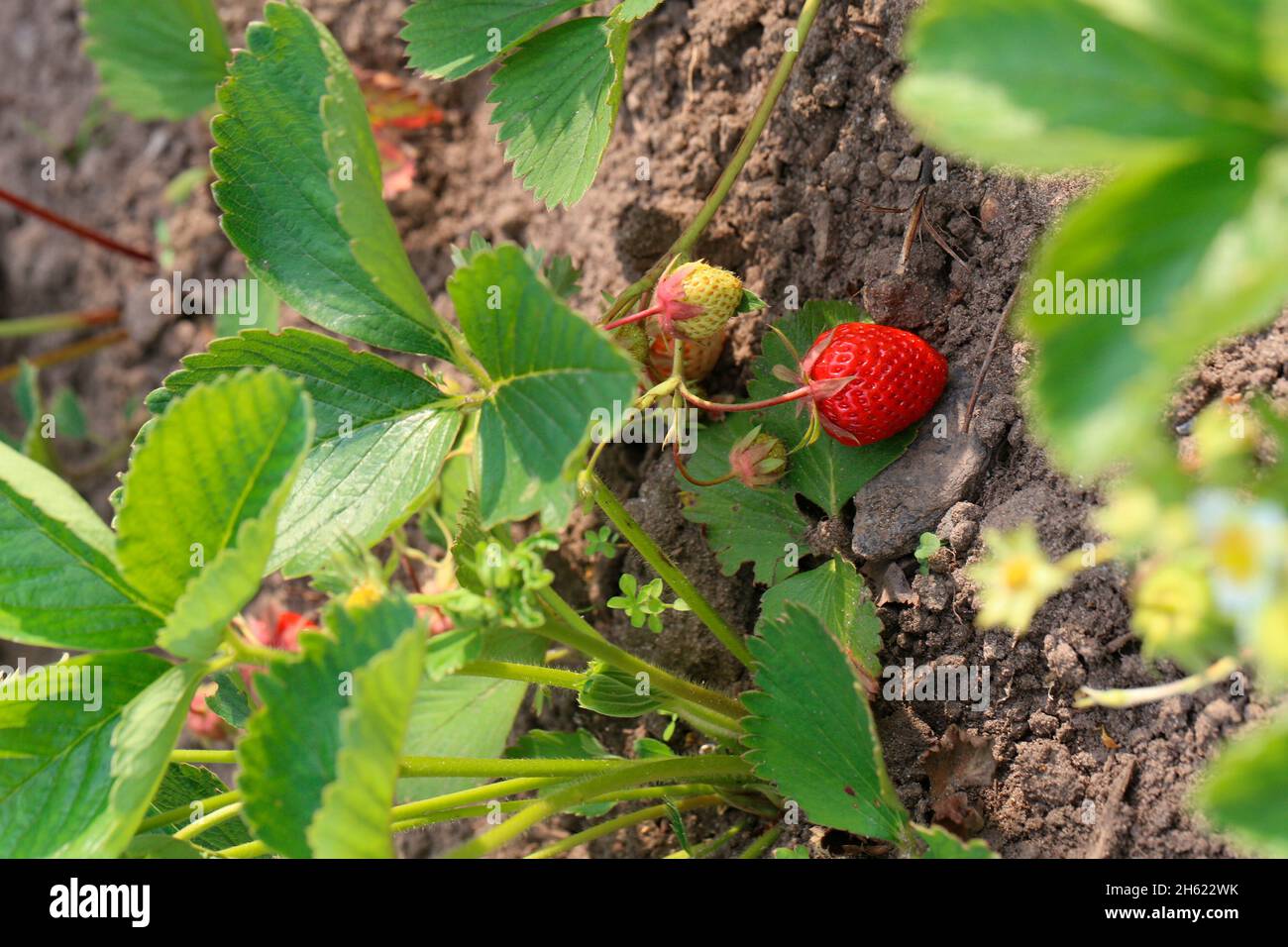 strawberry plant with fruits in a bed (fragaria Stock Photo Alamy