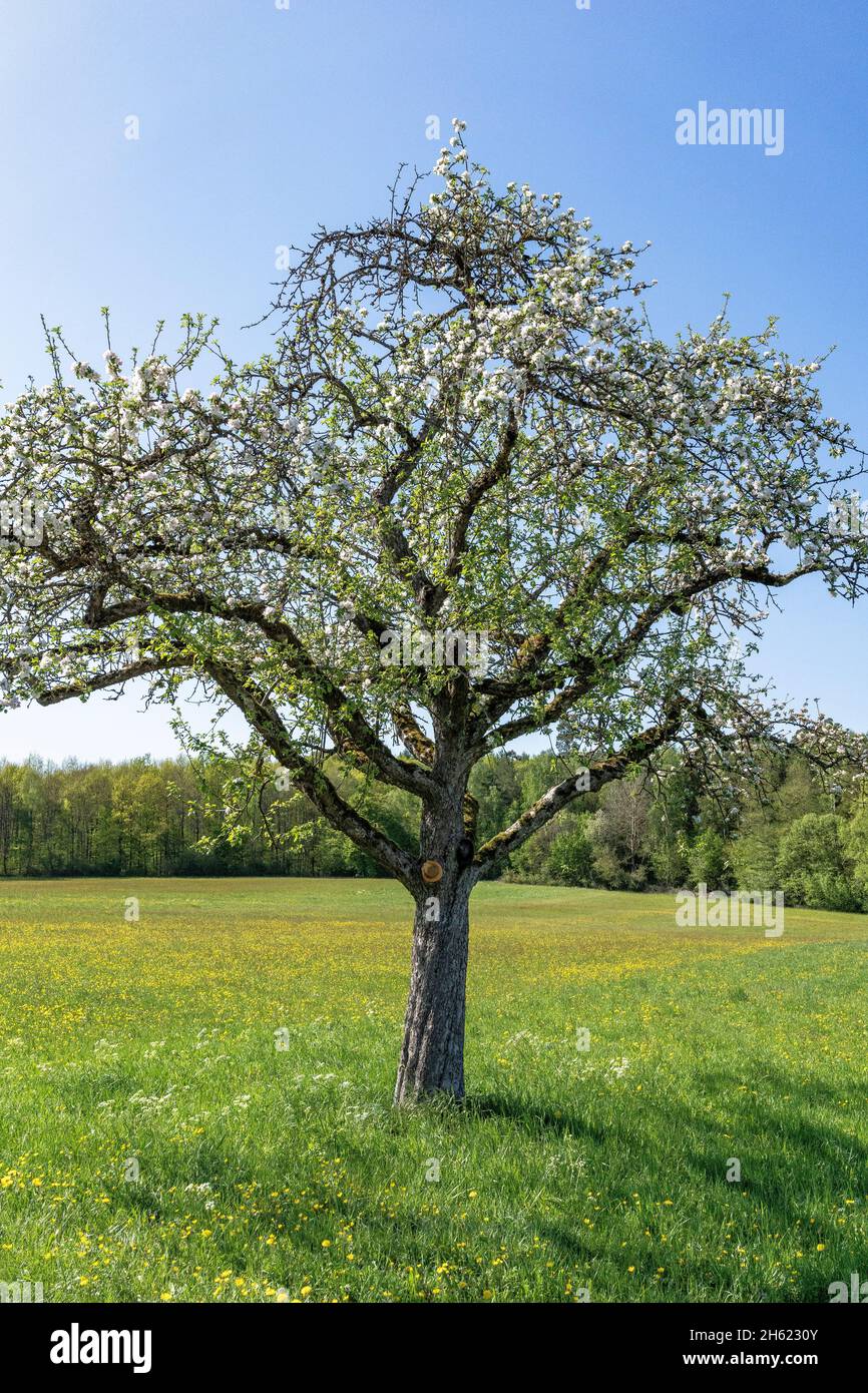 europe,germany,baden-wuerttemberg,schönbuch region,steinenbronn,free-standing fruit tree on a green meadow Stock Photo