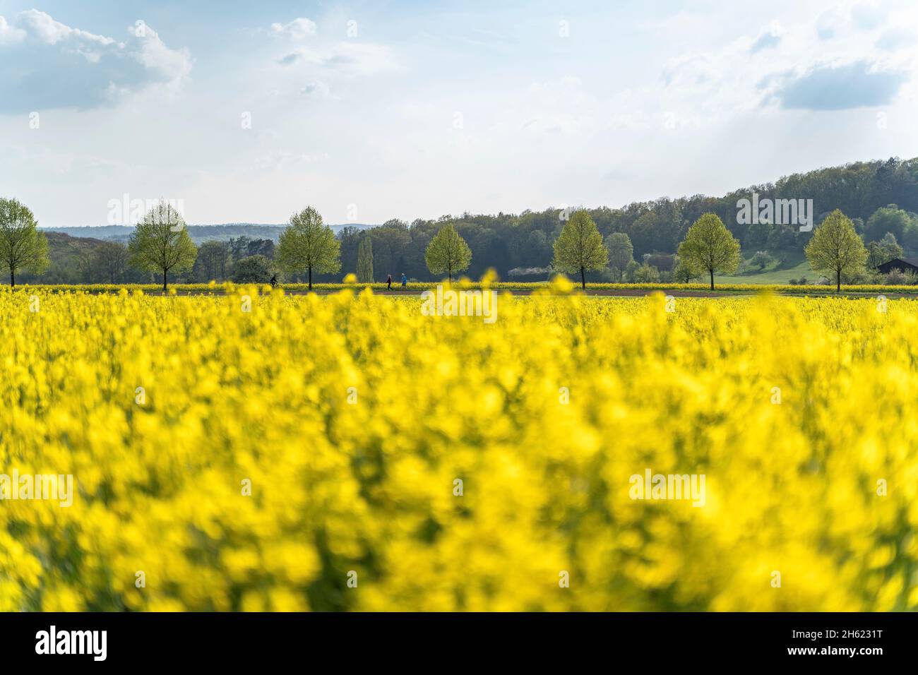europe,germany,baden-wuerttemberg,schönbuch region,steinenbronn,view over a spring-like rapeseed field onto an avenue of trees Stock Photo