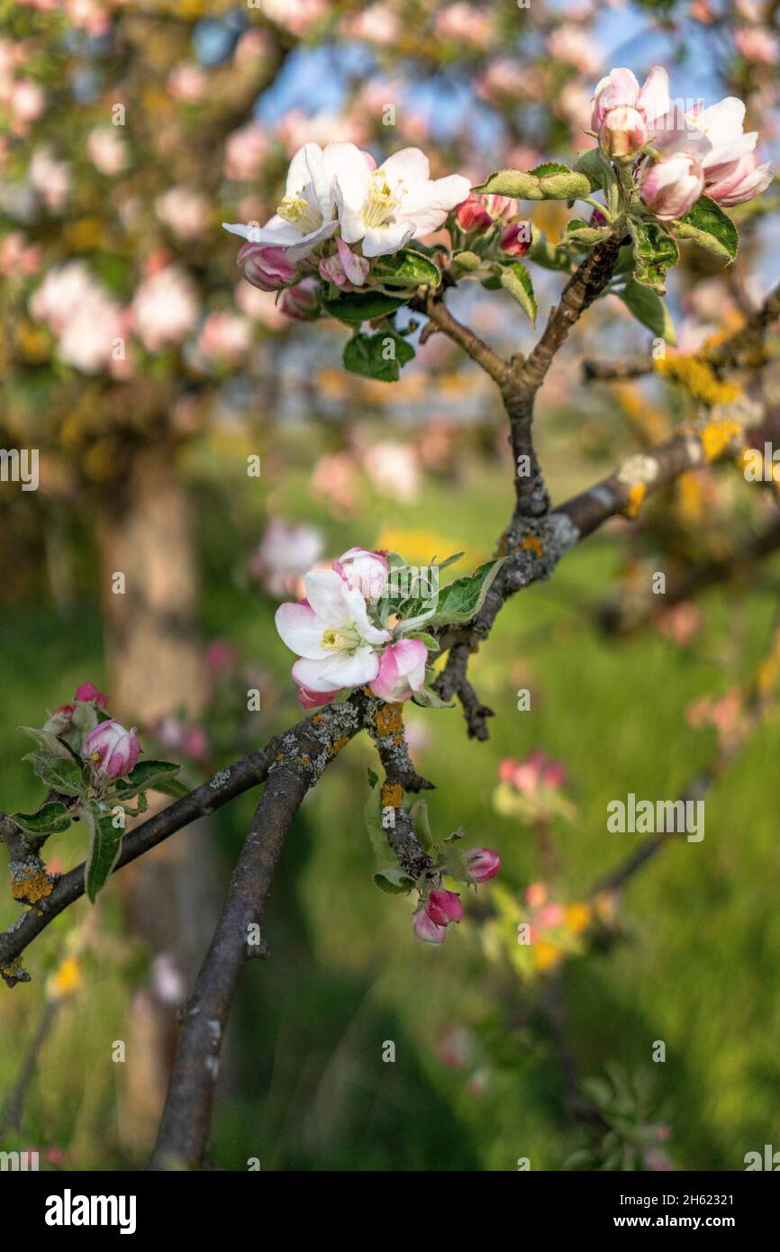 europe,germany,baden-wuerttemberg,schönbuch region,steinenbronn,blooming crab apple tree in spring Stock Photo