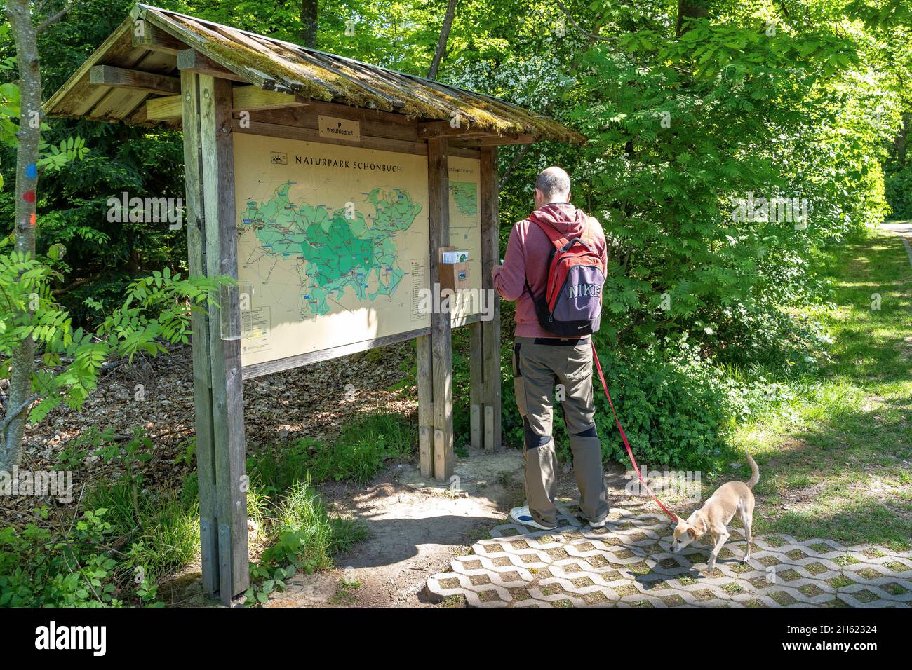 europe,germany,baden-wuerttemberg,schönbuch region,herrenberg,hiker reads information brochure about the upcoming hike Stock Photo