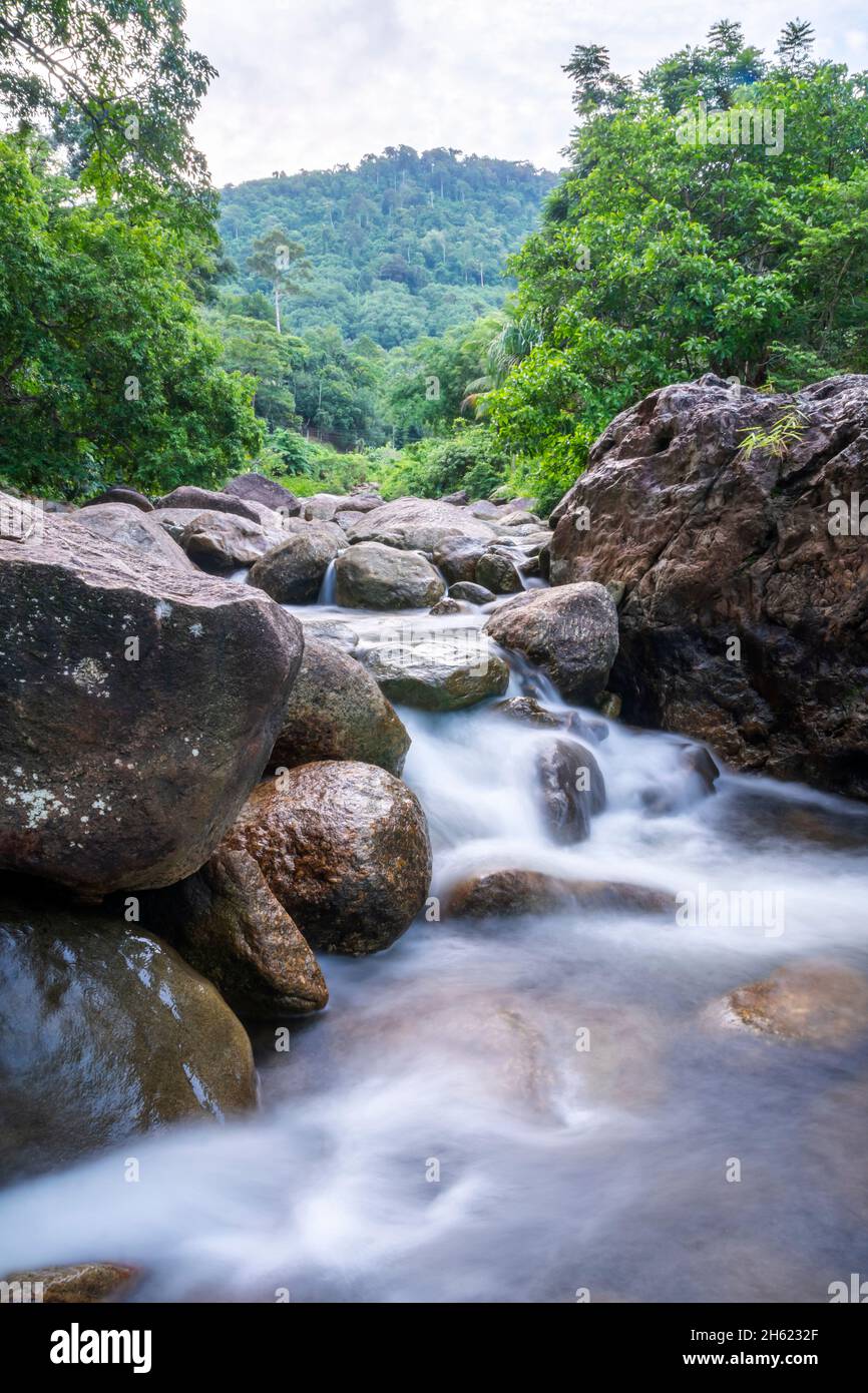 Stone river green tree leaf in forest, River stone and green tree, View water river tree, Stock Photo