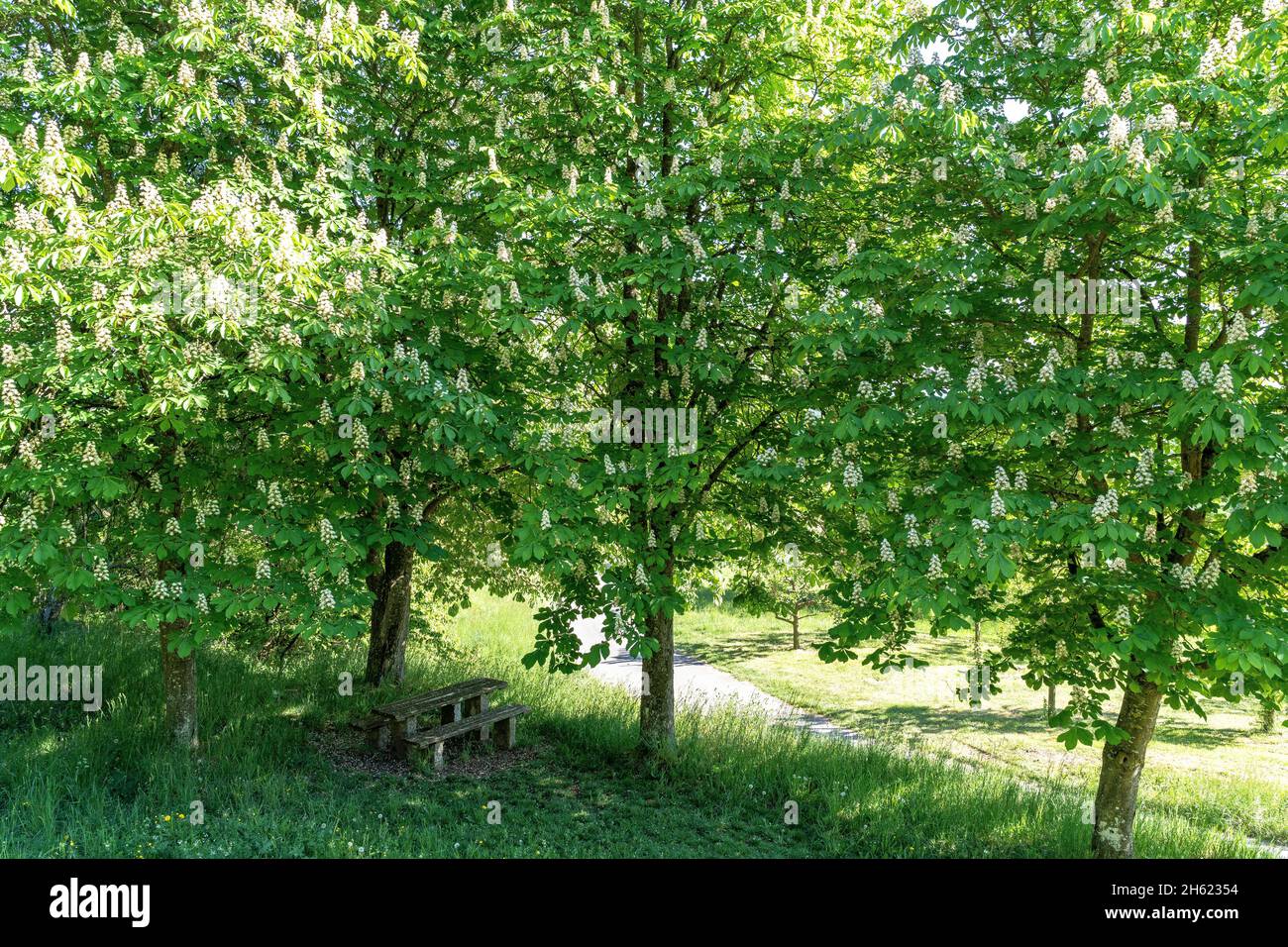 europe,germany,baden-wuerttemberg,schönbuch region,herrenberg,shady resting place under trees Stock Photo