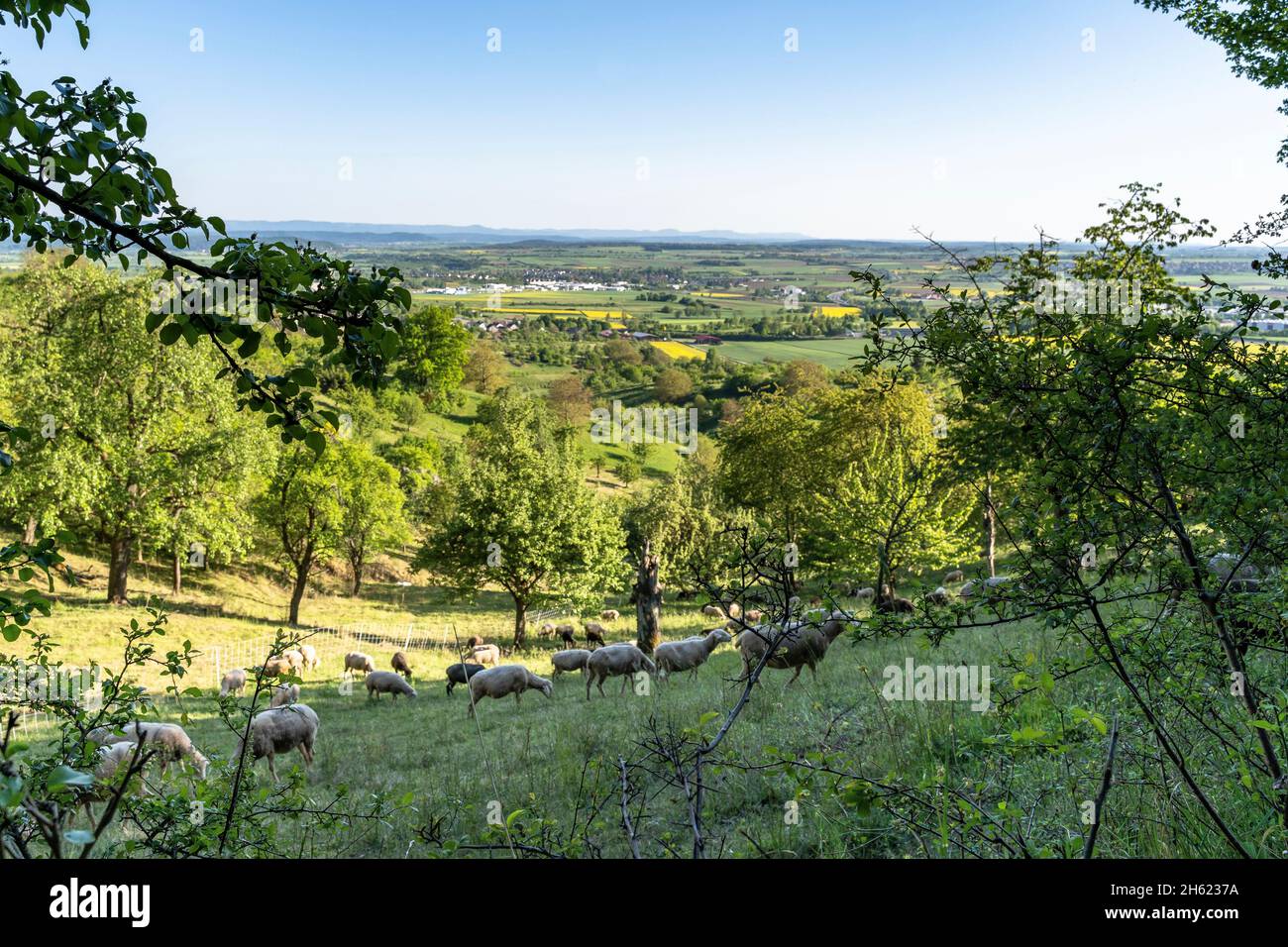 europe,germany,baden-wuerttemberg,schönbuch region,herrenberg,view over a sheep pasture to the ammertal and the swabian alb in the background Stock Photo
