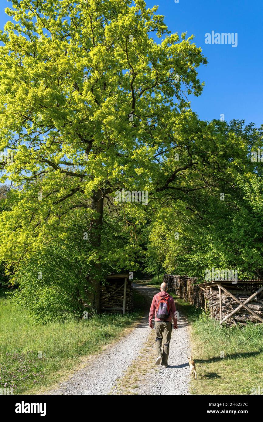 europe,germany,baden-wuerttemberg,schönbuch region,herrenberg,hiker reaches the edge of the forest on a forest path Stock Photo