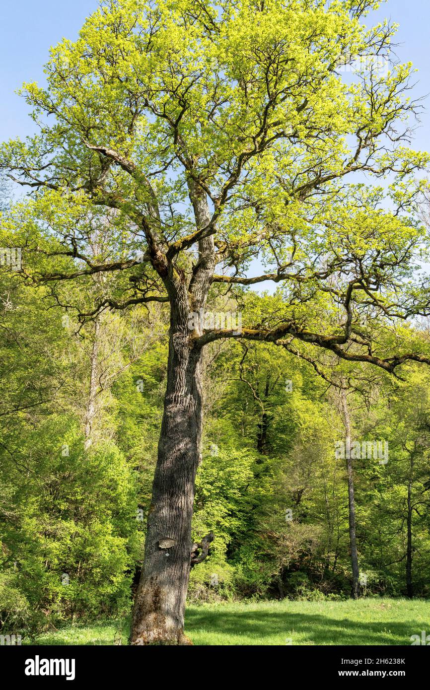 europe,germany,baden-wuerttemberg,schönbuch region,schönbuch nature park,bebenhausen,magnificent tree on a small meadow in goldersbachtal Stock Photo