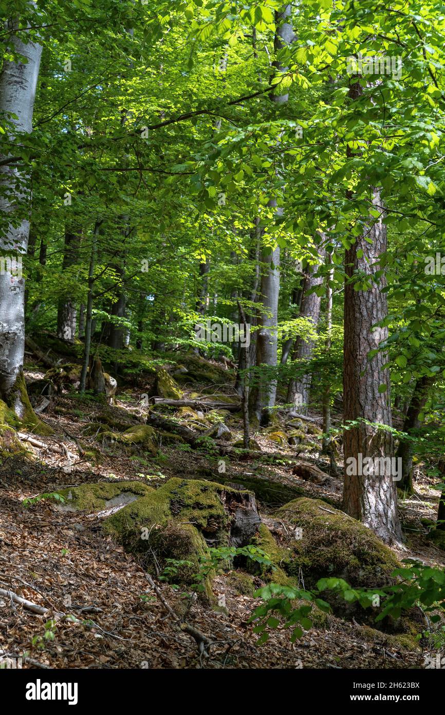 europe,germany,baden-wuerttemberg,schönbuch region,waldenbuch,forest scene in the schönbuch nature park Stock Photo