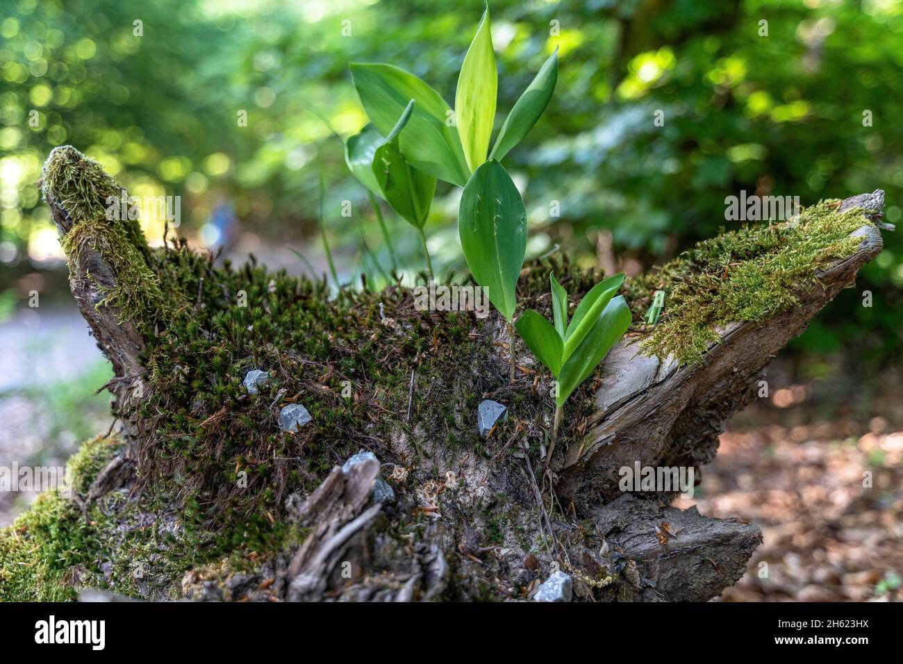 europe,germany,baden-wuerttemberg,schönbuch region,breitenholz,small plant grows on a piece of dead wood Stock Photo