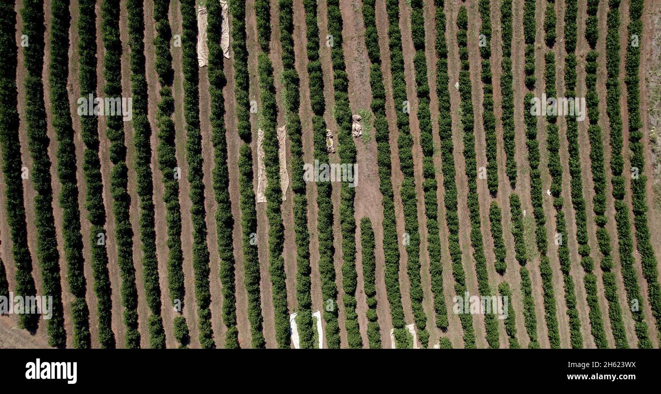 Aerial view of a coffee farm. Coffee plantation. Coffee growing. 4K