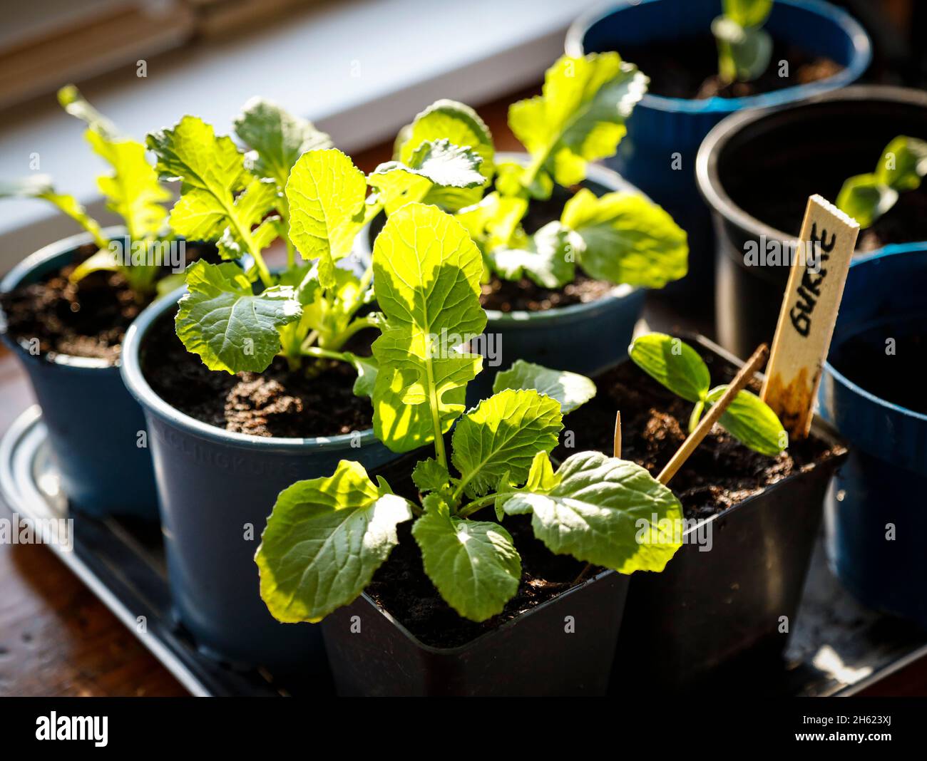 cucumber in a nursery pot with cotyledon and cima di rapa Stock Photo