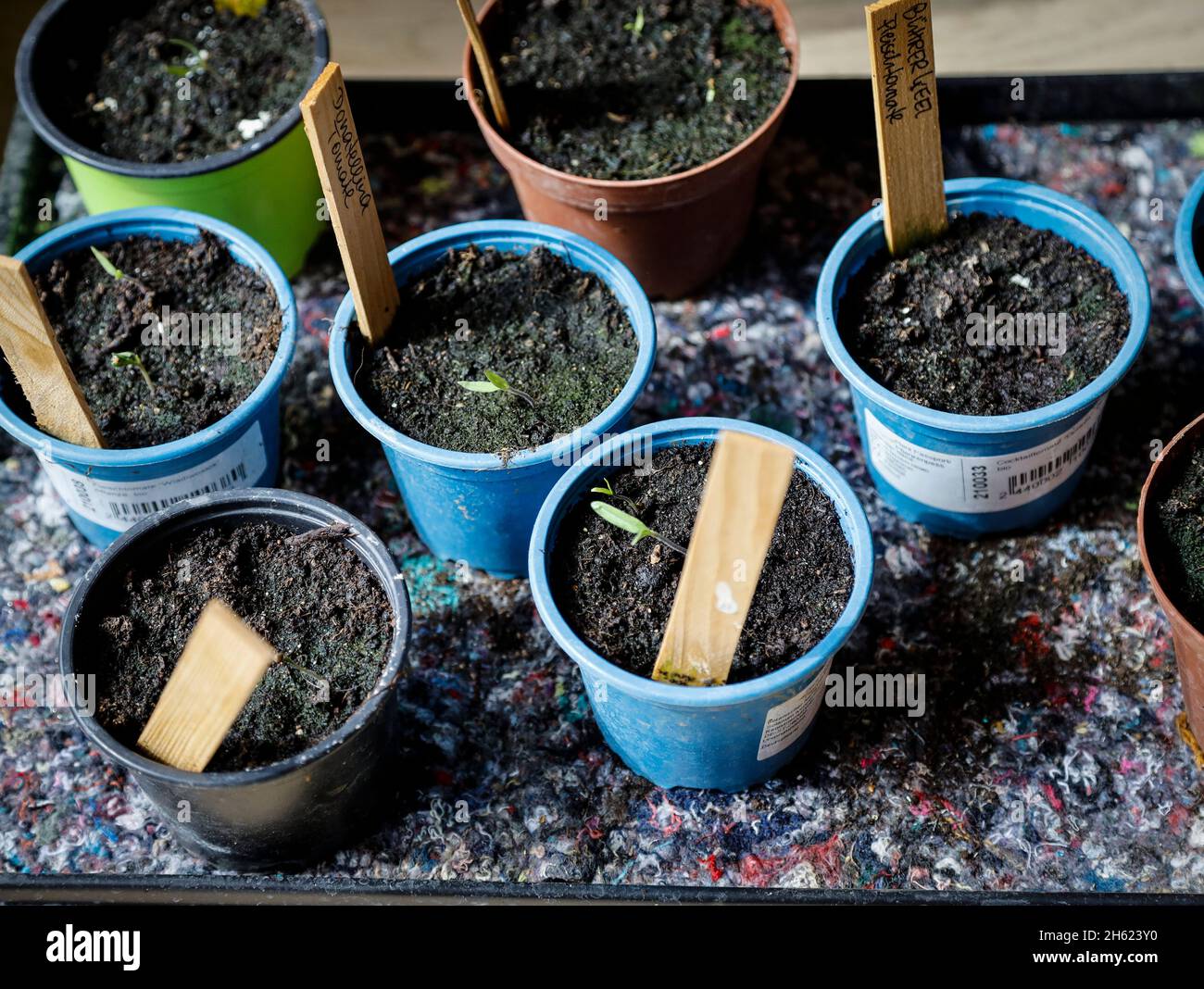 growing vegetables in plastic pots Stock Photo