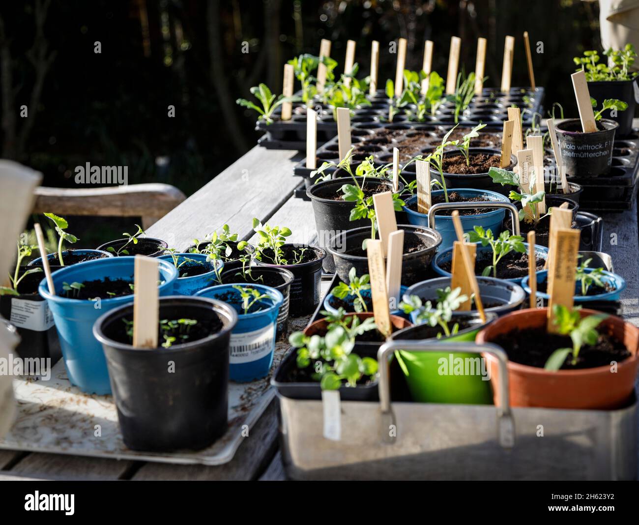 cultivation pots with various plants Stock Photo