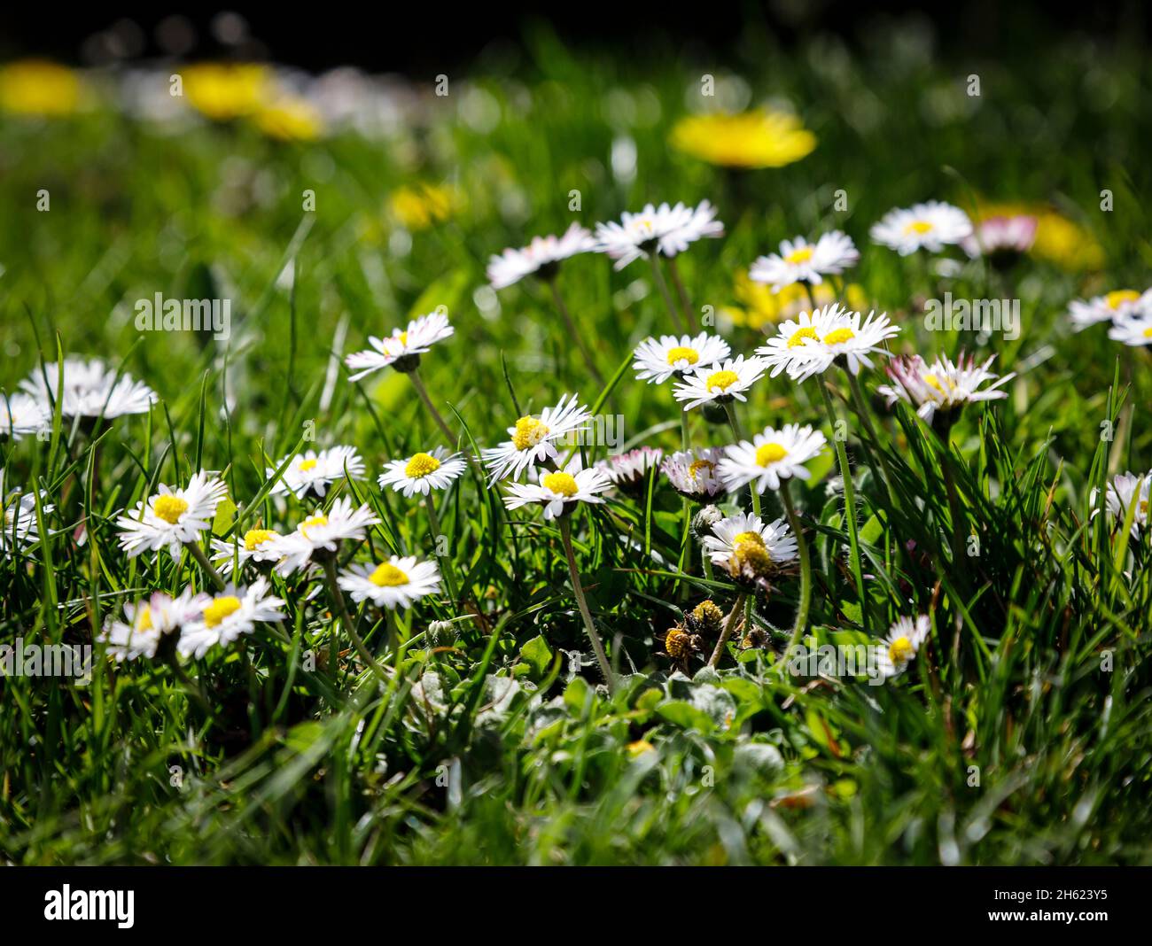daisies in the lush and green grass Stock Photo