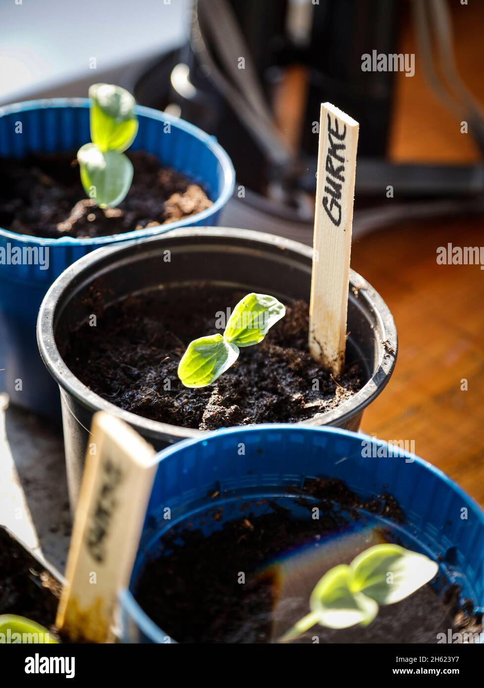 cucumber in a nursery pot with cotyledon Stock Photo