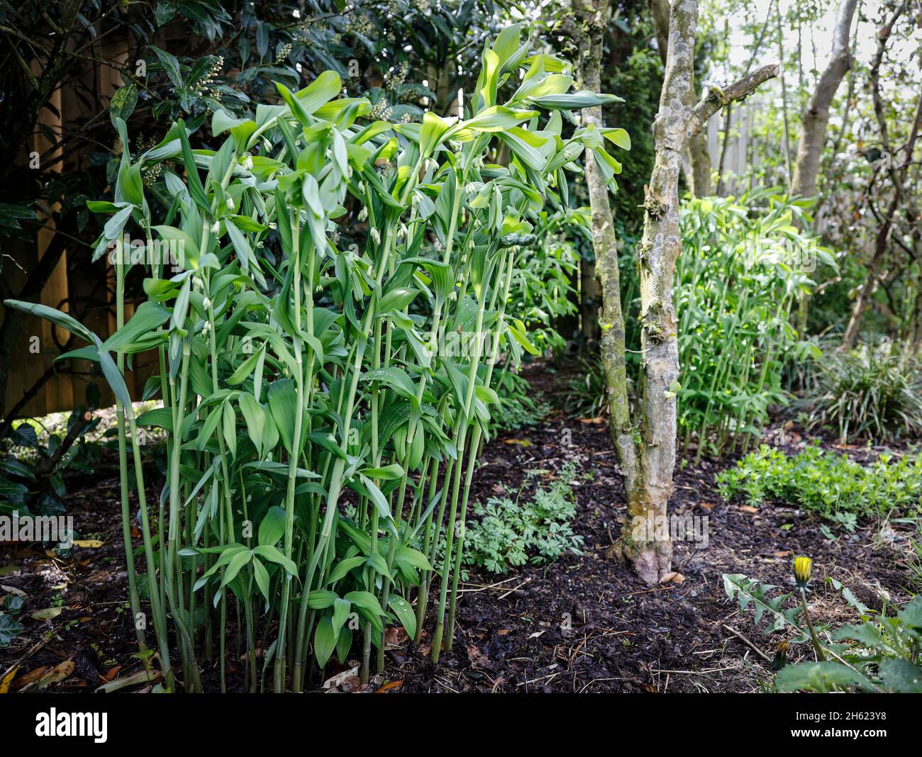 large solomon's seal / giant lily of the valley in may before flowering Stock Photo