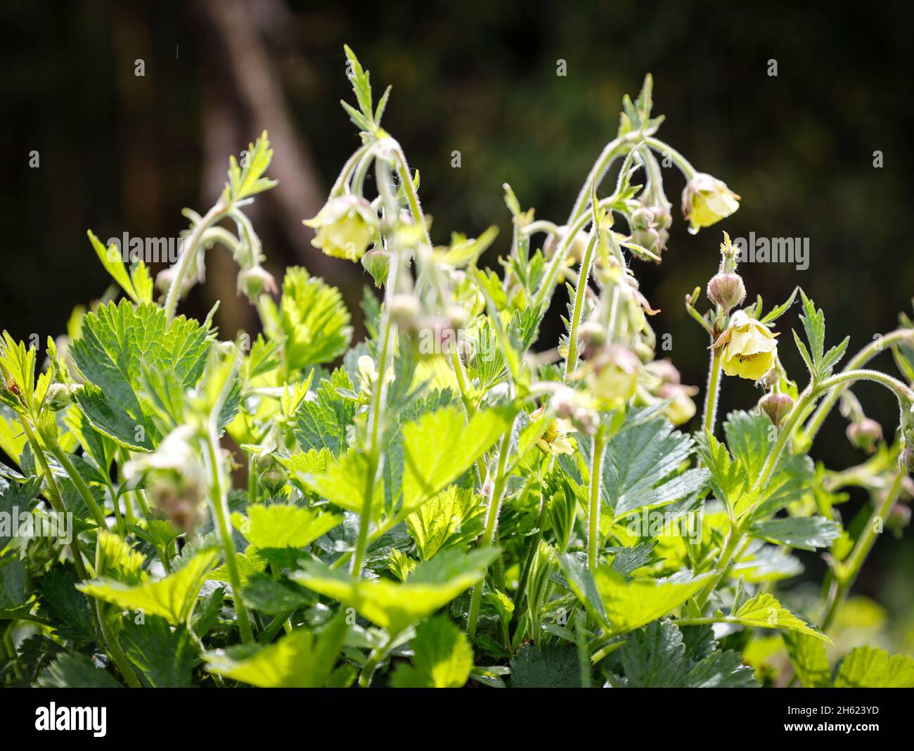 brook avens with yellow flowers in may Stock Photo