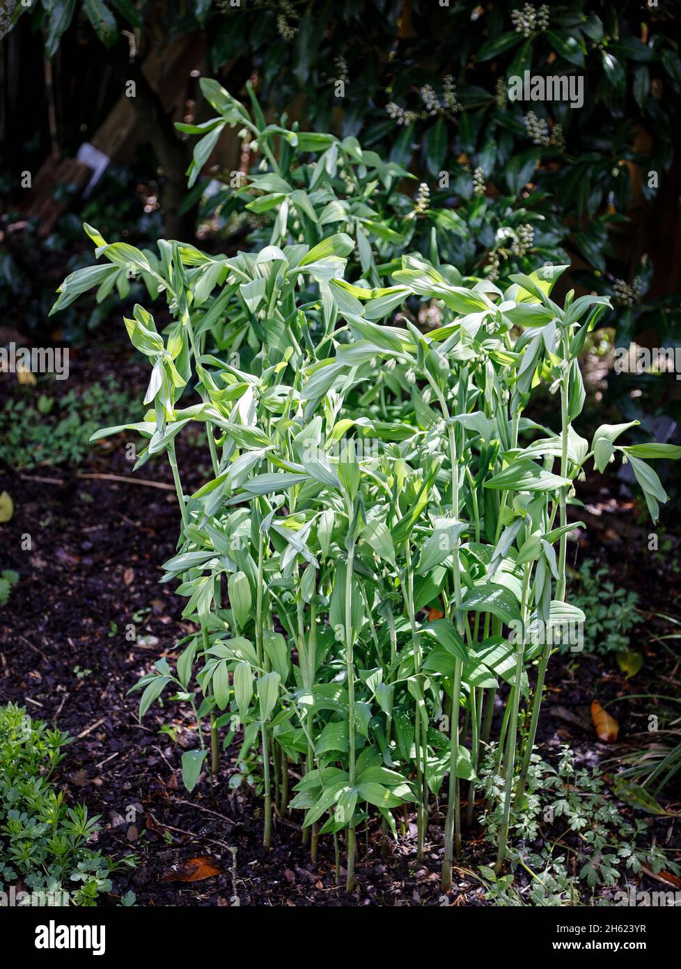large solomon's seal / giant lily of the valley in may before flowering