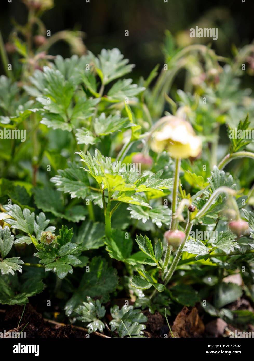 brook avens with yellow flowers in may Stock Photo