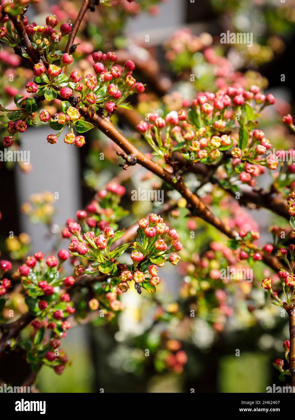pink flower buds from crabapple Stock Photo