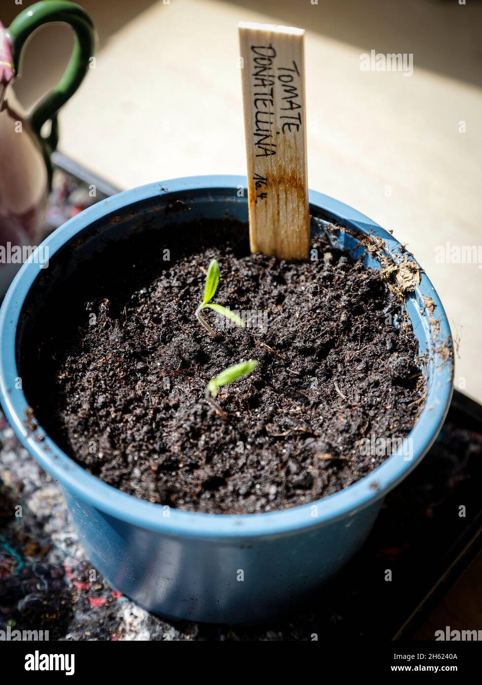 growing tomatoes by the window Stock Photo