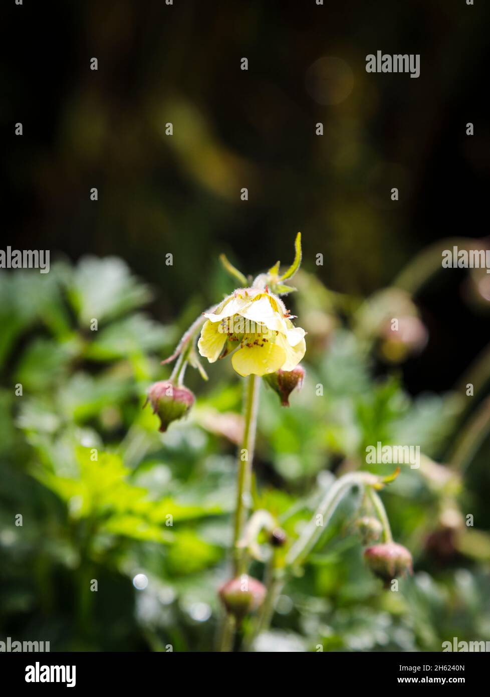 brook avens with yellow flowers in may Stock Photo