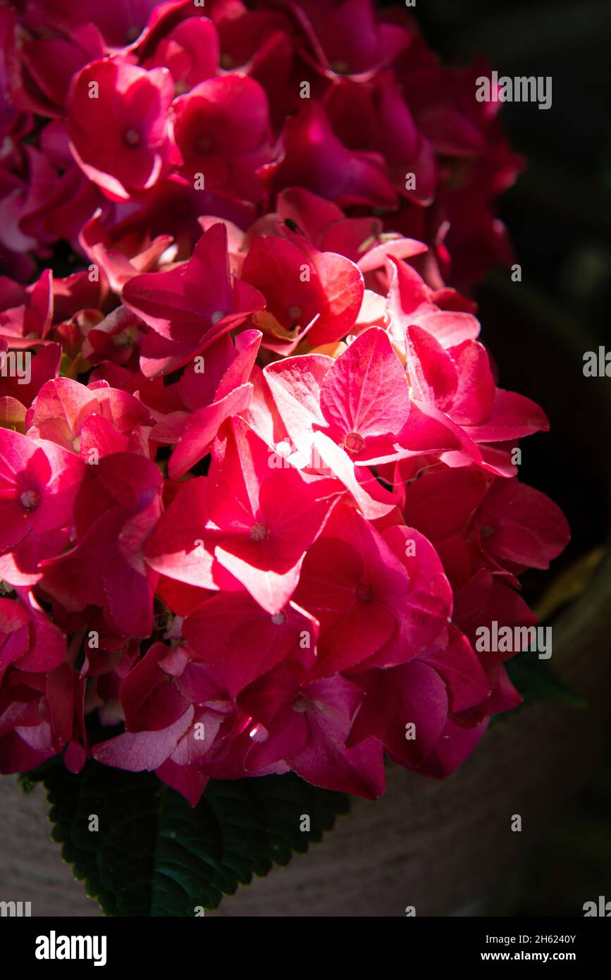 summer flowers,hydrangeas Stock Photo