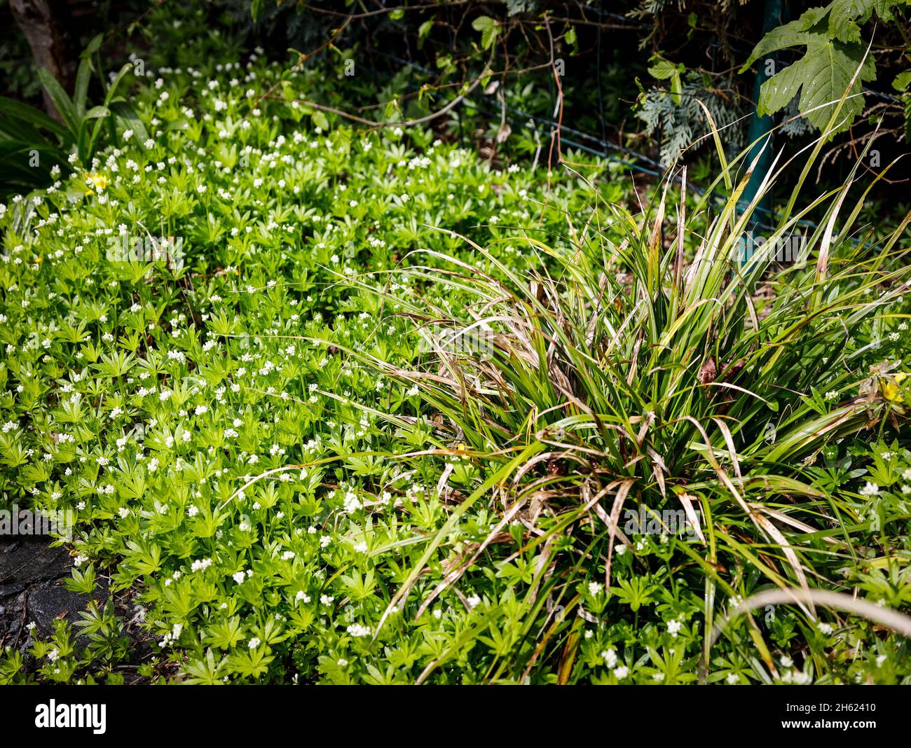woodruff with flowers in may Stock Photo
