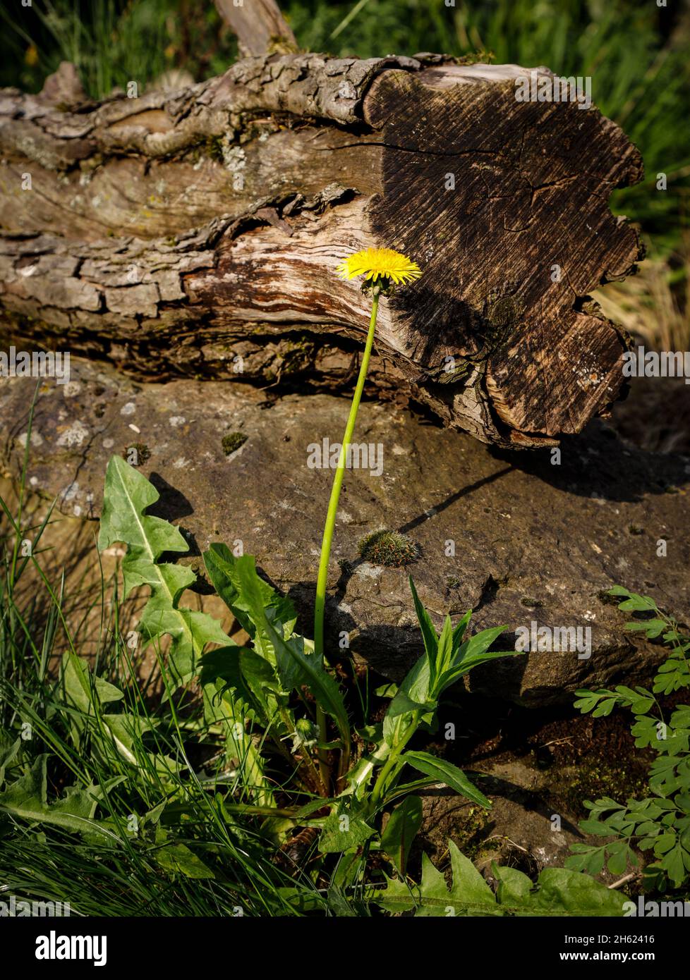 yellow dandelions in front of a stone wall Stock Photo