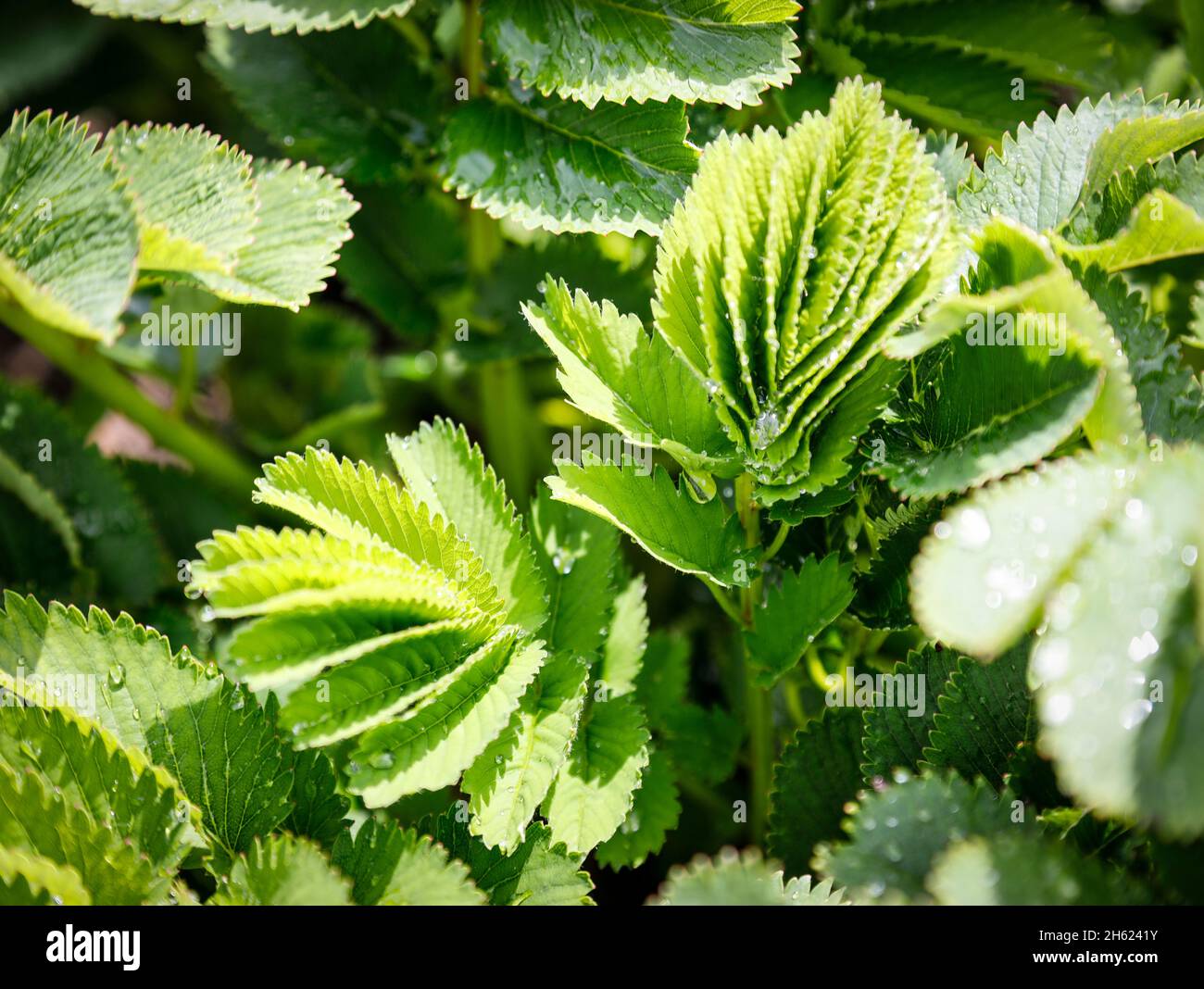jagged leaves of the japan meadow button Stock Photo