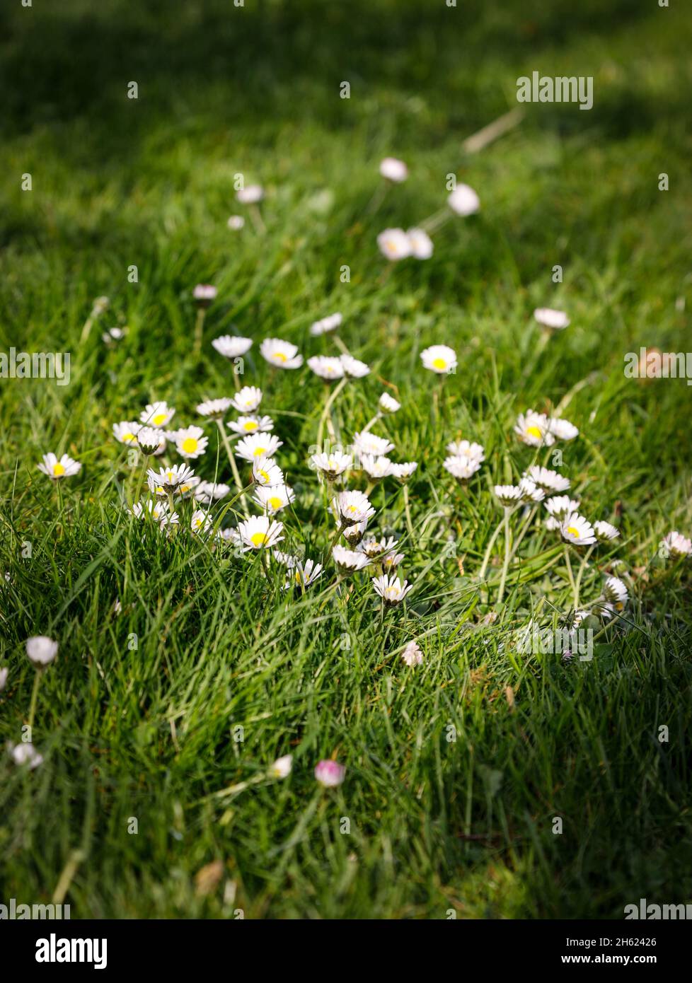 daisies in the lush and green grass Stock Photo