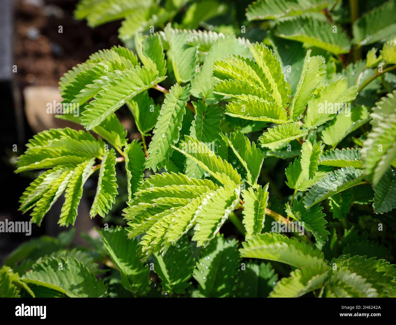 jagged leaves of the japan meadow button Stock Photo
