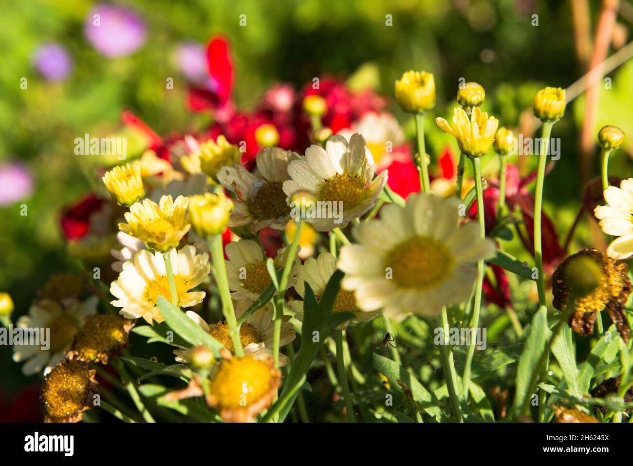 Summer garden colorful flowers hi-res stock photography and images - Alamy