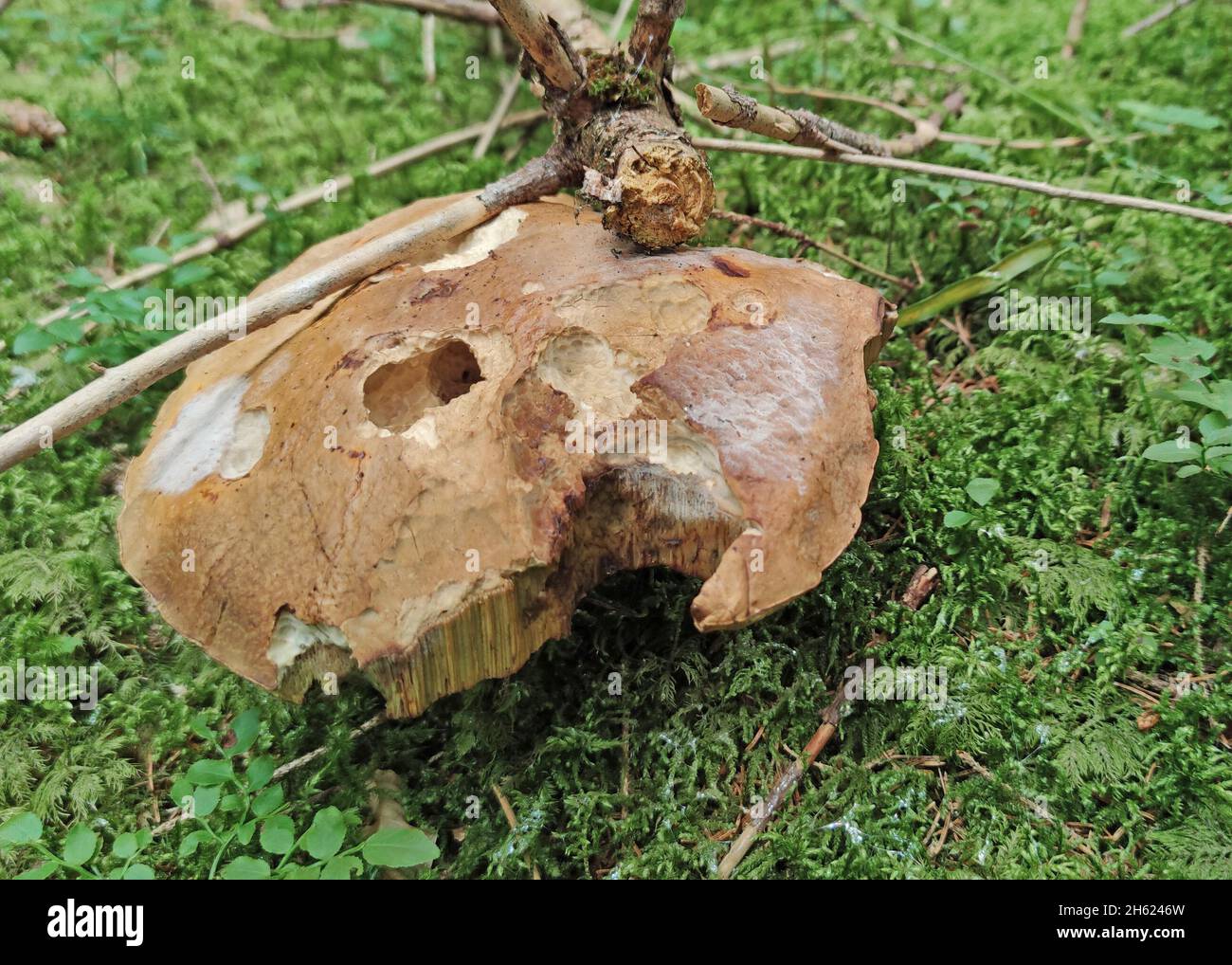 porcini mushroom eaten by snails Stock Photo Alamy