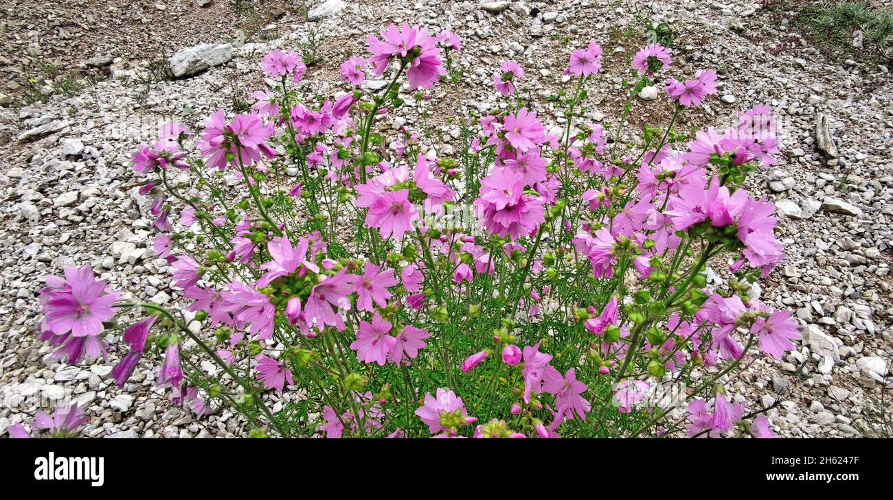 the musk mallow (malva moschata) is a species of plant in the subfamily of the malvoideae within the mallow family (malvaceae) and is also called abelmoschus or indian hibiscus mallow. Stock Photo