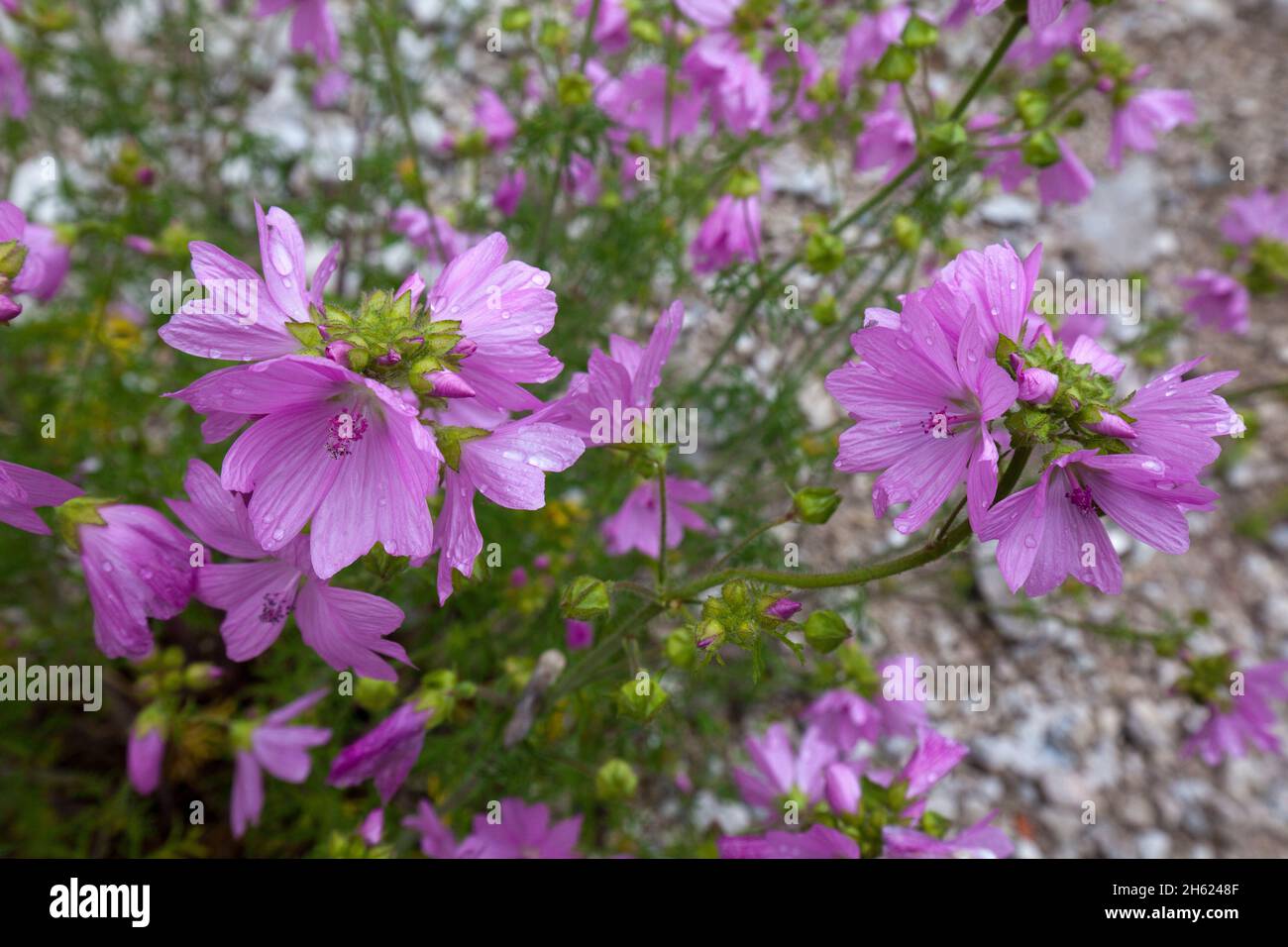 the musk mallow (malva moschata) is a species of plant in the subfamily of the malvoideae within the mallow family (malvaceae) and is also called abelmoschus or indian hibiscus mallow. Stock Photo