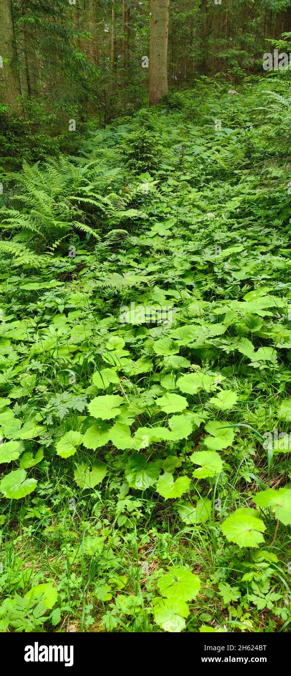 typical soil growth in the moist mountain forest Stock Photo
