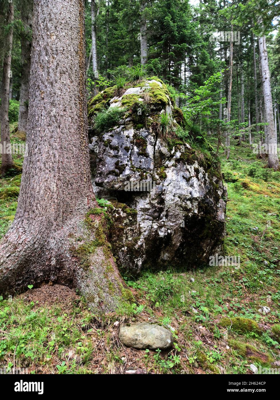 a huge rock bears witness to an earlier landslide in the mountain forest Stock Photo