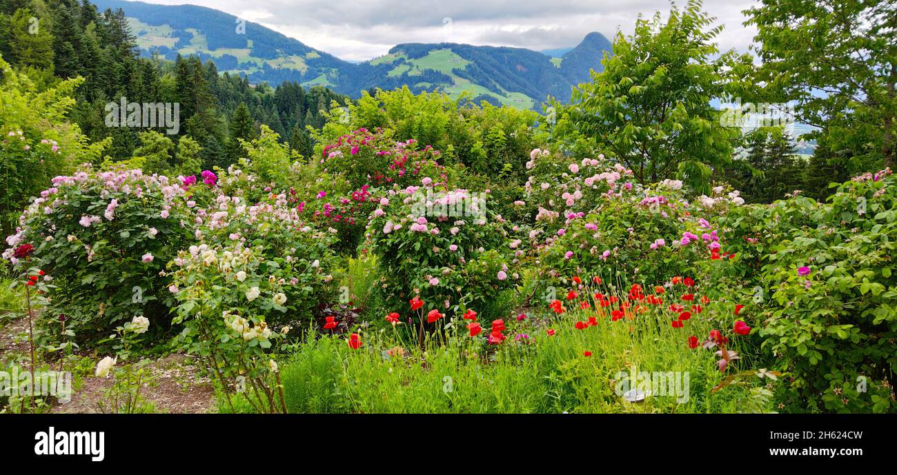 rose garden at a mountain farm in the zimmermoos district in the brixlegg region,tyrol Stock Photo