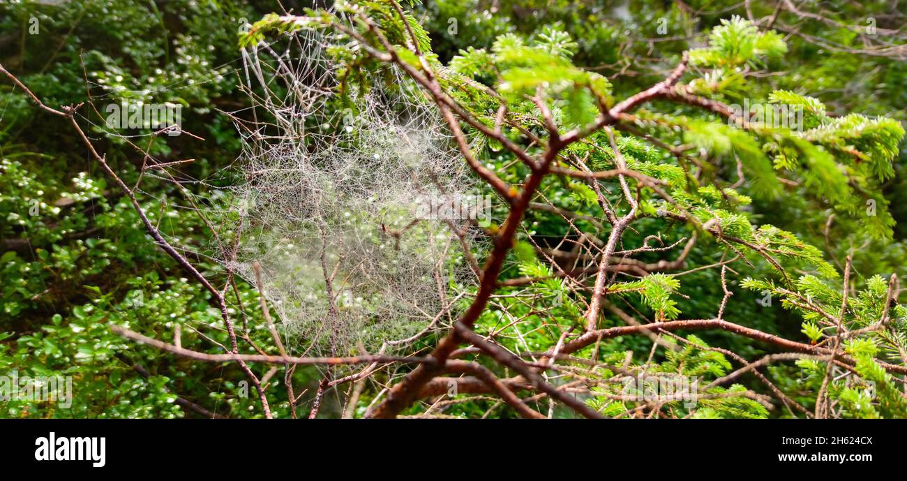 the finest cobwebs of the forest funnel spiders between blueberry bushes and on fodder meadows Stock Photo