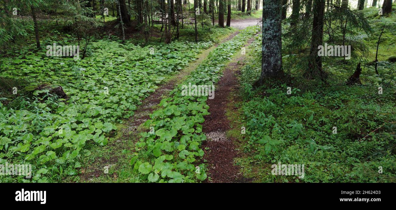 forest path in tyrol covered by the leaves of the common butterbur after flowering Stock Photo