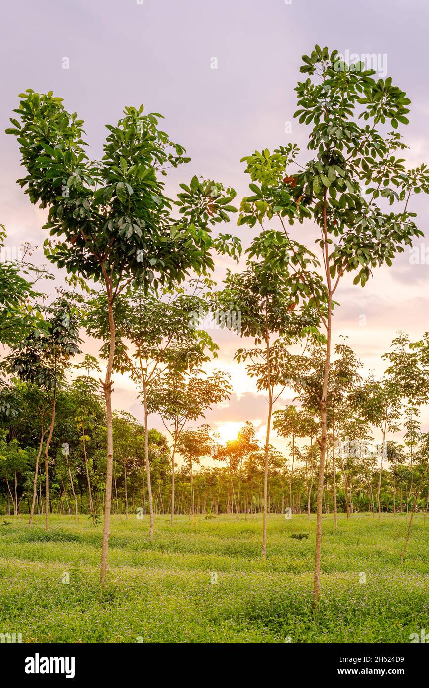 Plantation Rubber tree, Latex rubber, and tree rubber in southern Thailand Stock Photo