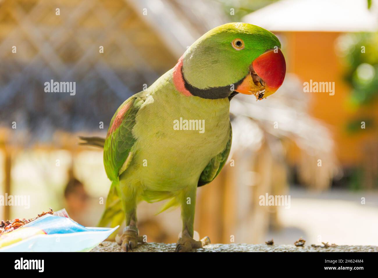 Parrot Food High Resolution Stock Photography and Images - Alamy