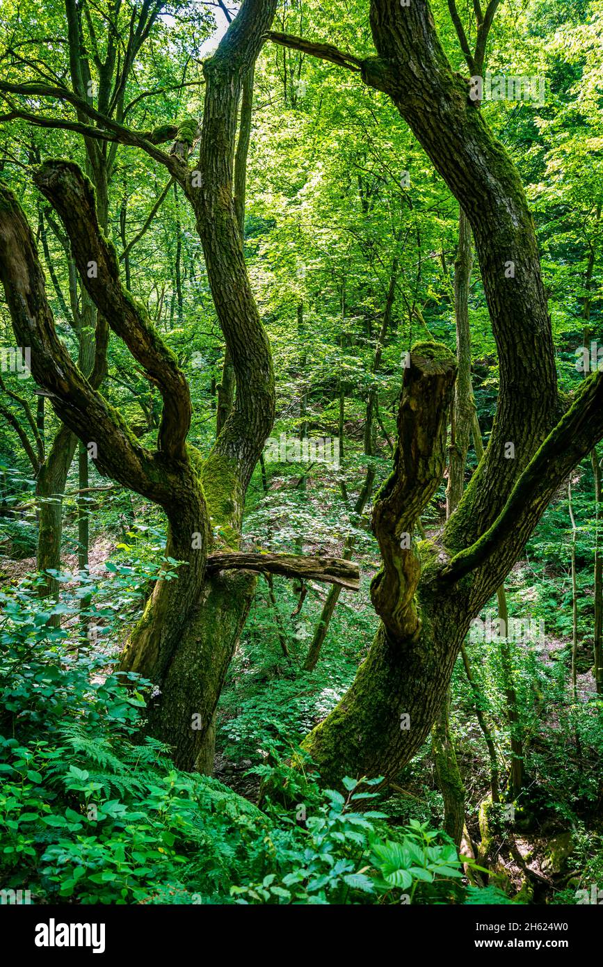 morgenbachtal,unspoilt,primeval forest-like,rocky nature reserve,morgenbach is a left tributary of the middle rhine Stock Photo