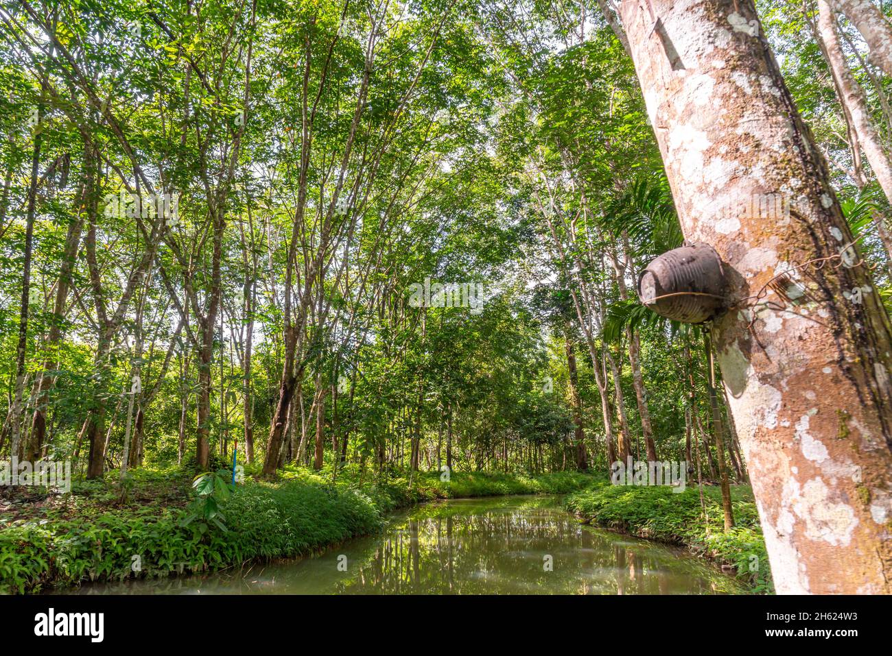 Rubber tree, Latex rubber, Plantation and tree rubber in southern Thailand Stock Photo