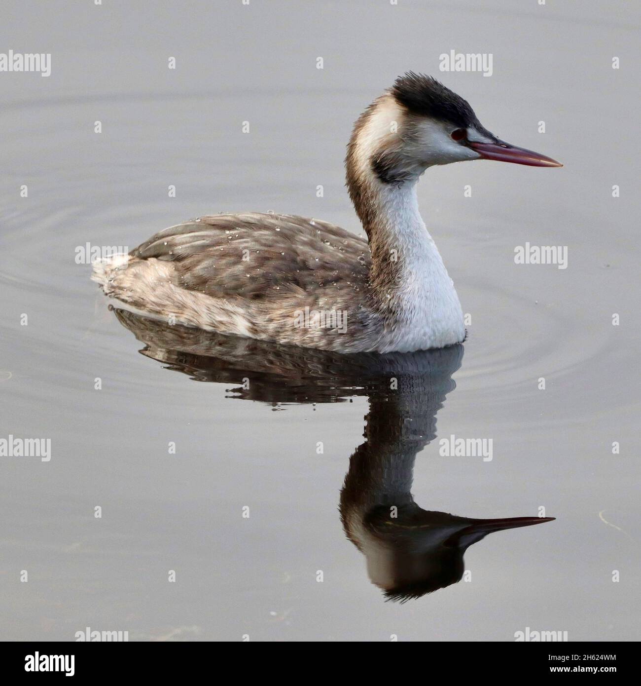 Reflection of a Great Crested Grebe at Hollingworth Lake Stock Photo