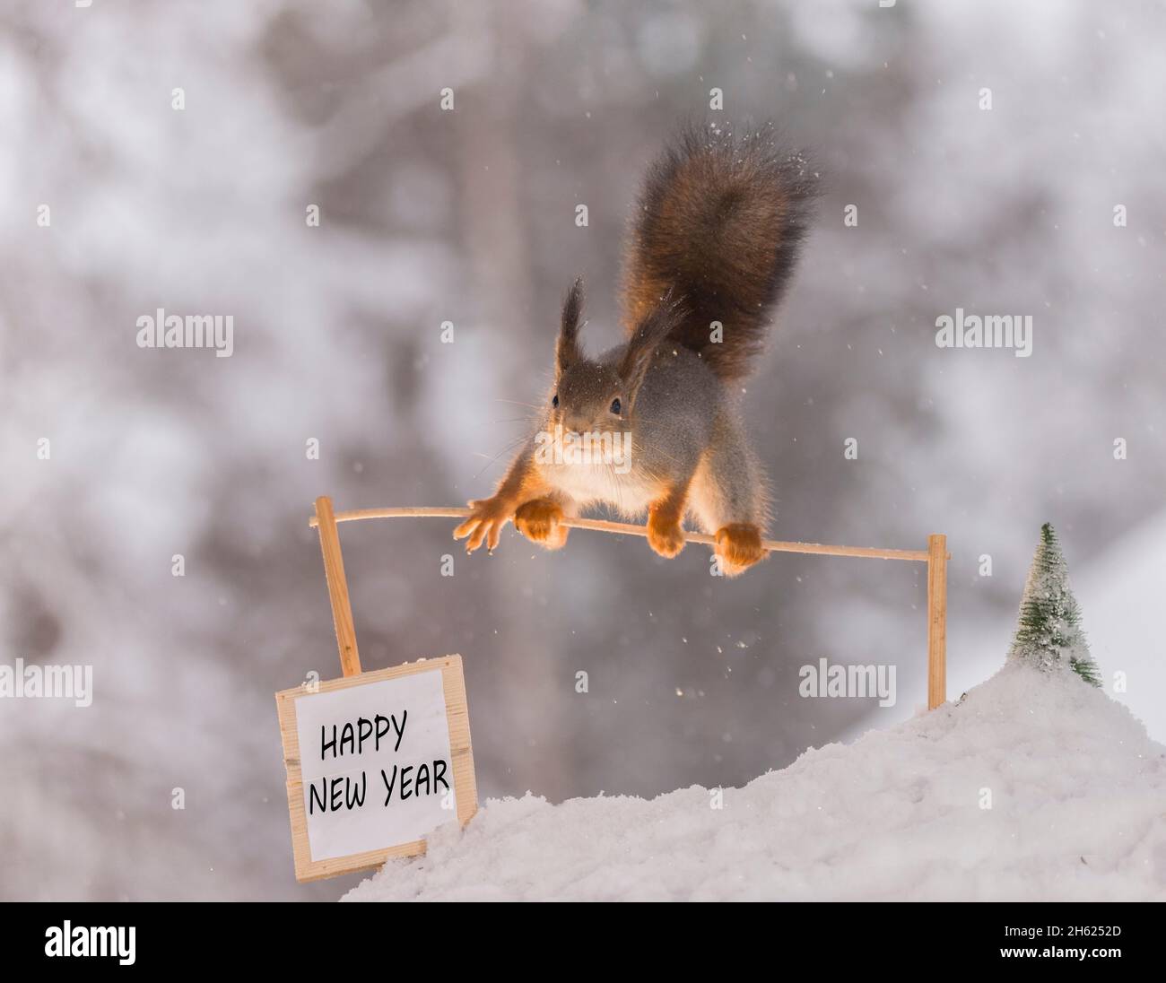 red squirrel with a new year sign Stock Photo