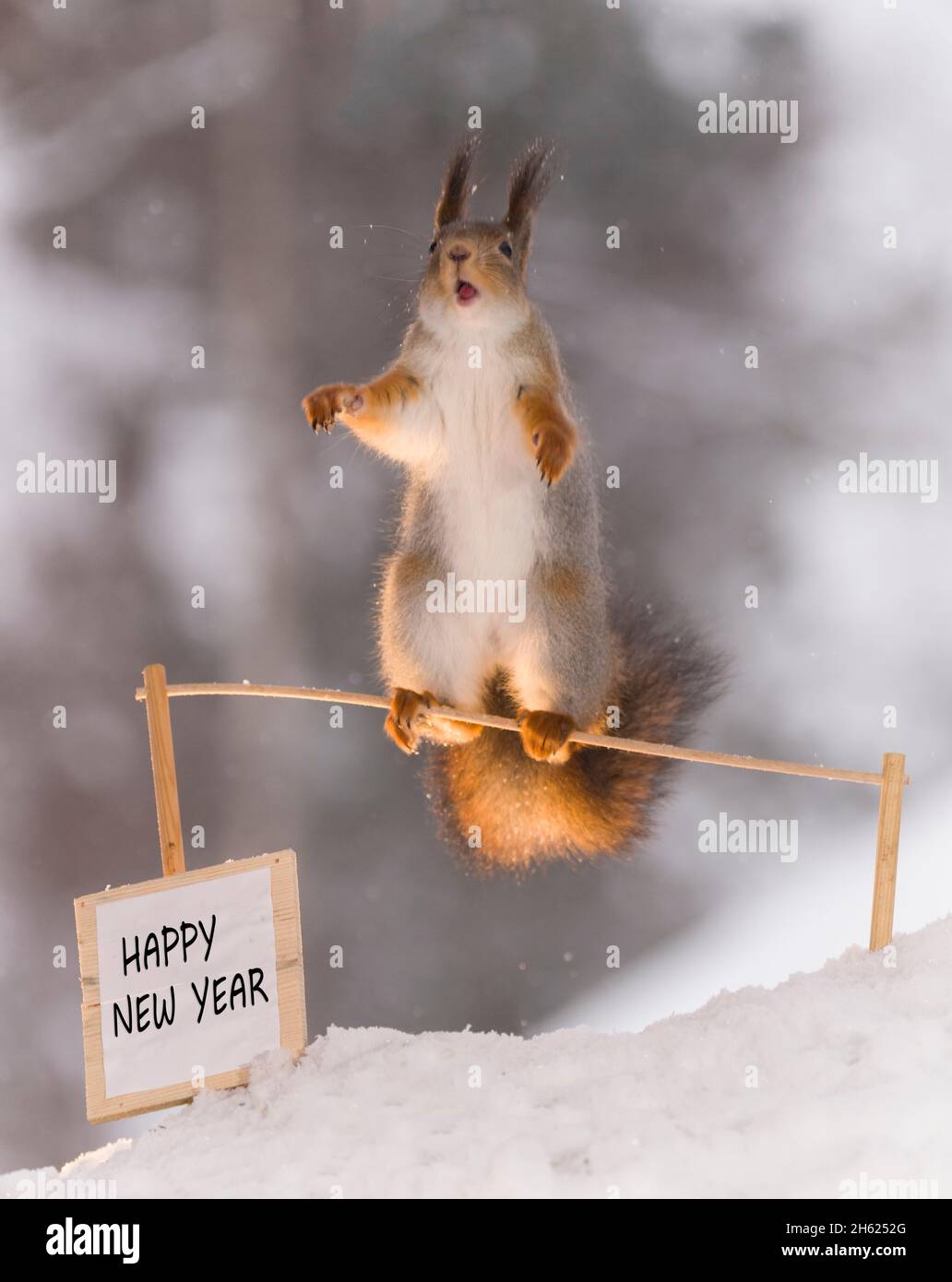 red squirrel with a new year sign and open mouth Stock Photo