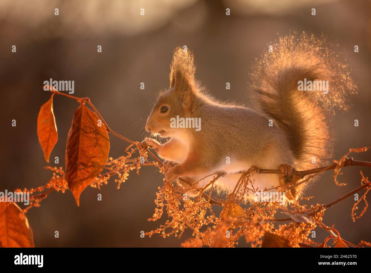 red squirrel is standing on branches in sunlight Stock Photo