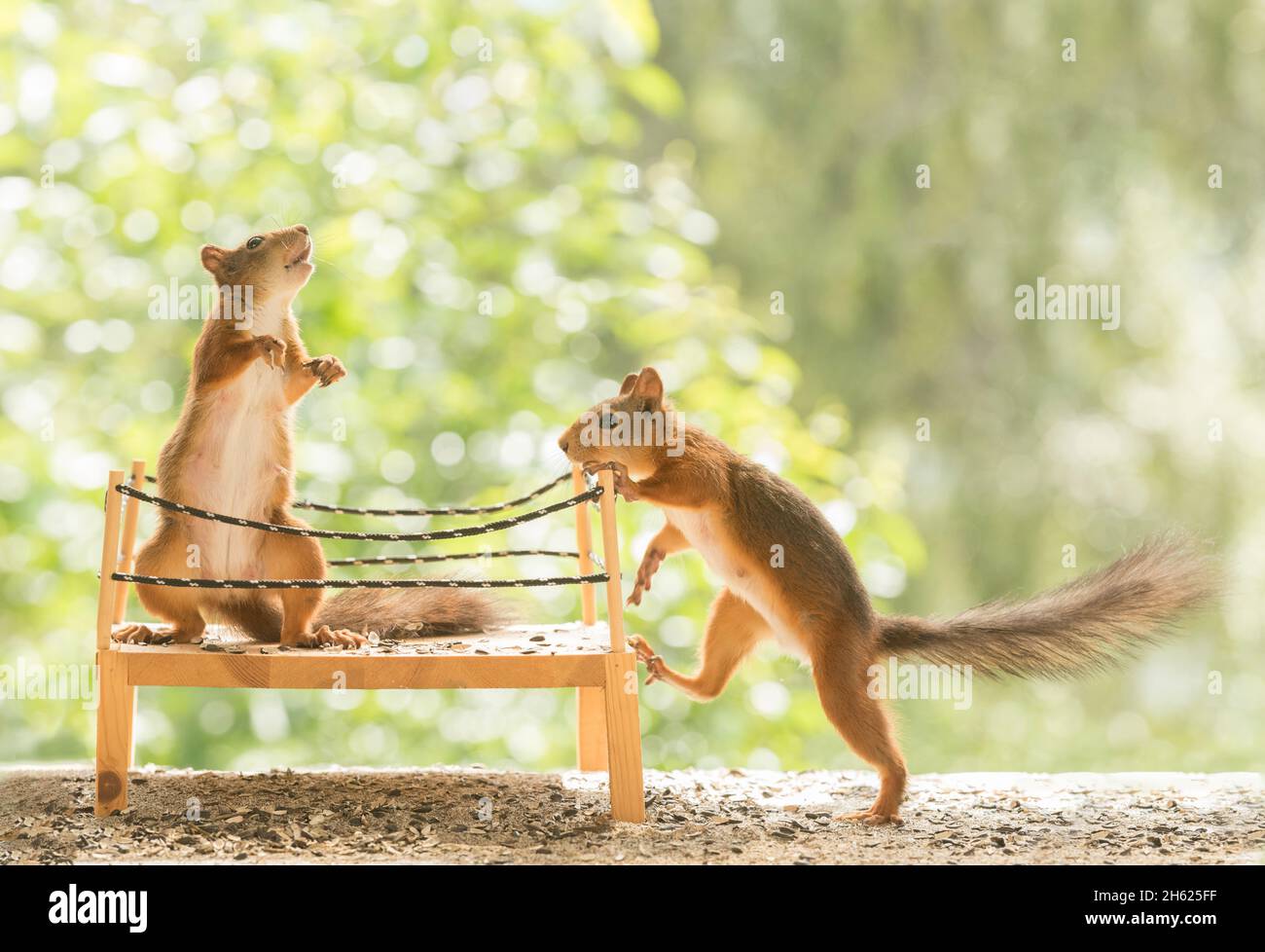 red squirrels standing in a boxing ring Stock Photo