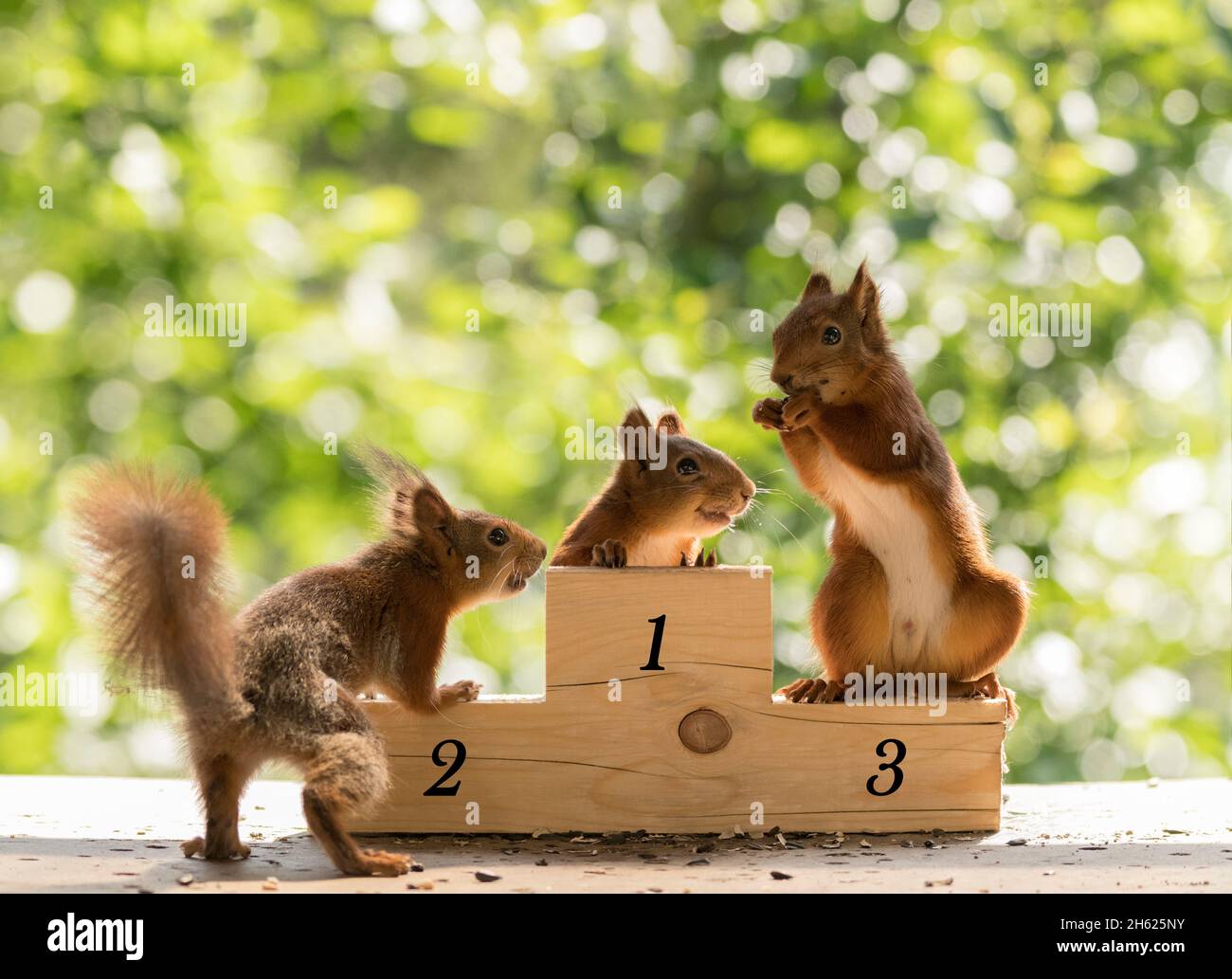 red squirrels standing on a podium Stock Photo